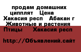 продам домашних ципплят › Цена ­ 80 - Хакасия респ., Абакан г. Животные и растения » Птицы   . Хакасия респ.